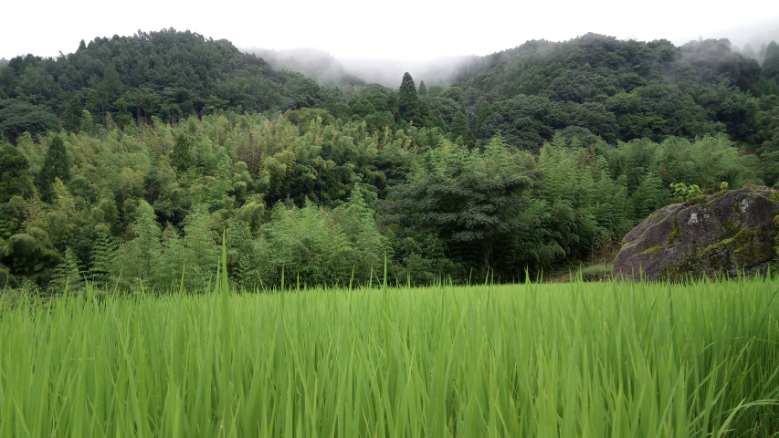 Riz Sky Tea House