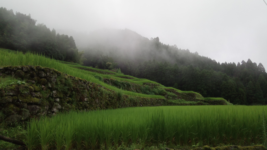 Riz Sky Tea 2