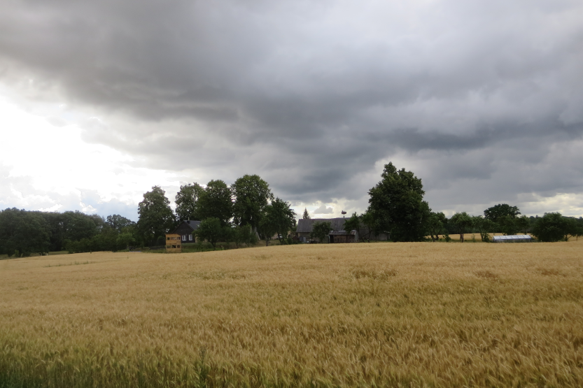 Vent dans les champs de blé